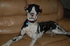 Oreo the Harlequin Great Dane