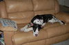 Oreo the Harlequin Great Dane