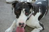 Oreo the Harlequin Great Dane