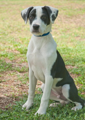 Juice the Border Collie Mix Puppy