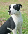 Juice the Border Collie Mix Puppy