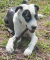 Juice the Border Collie Mix Puppy