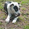 Juice the Border Collie Mix Puppy