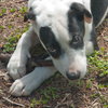 Juice the Border Collie Mix Puppy
