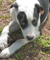 Juice the Border Collie Mix Puppy