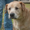 Maximus the Sweet Senior Lab