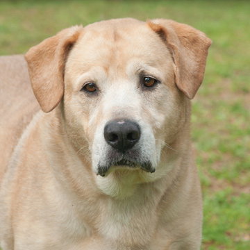 Maximus the Sweet Senior Lab