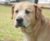 Maximus the Sweet Senior Lab