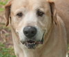 Maximus the Sweet Senior Lab