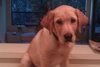Alexander the Yellow Lab Puppy