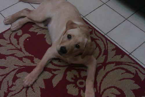 Alexander the Yellow Lab Puppy