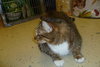 Seminole the Gentle Declawed Giant