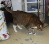 Seminole the Gentle Declawed Giant