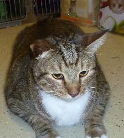 Seminole the Gentle Declawed Giant
