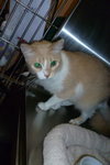 Kitty Kat the Talkative Beauty Queen