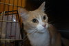 Kitty Kat the Talkative Beauty Queen