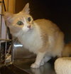 Kitty Kat the Talkative Beauty Queen