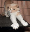 Kitty Kat the Talkative Beauty Queen