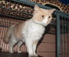 Kitty Kat the Talkative Beauty Queen