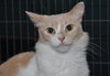 Kitty Kat the Talkative Beauty Queen