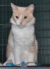 Kitty Kat the Talkative Beauty Queen