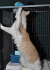 Kitty Kat the Talkative Beauty Queen