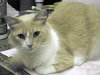 Kitty Kat the Talkative Beauty Queen