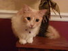 Kitty Kat the Talkative Beauty Queen