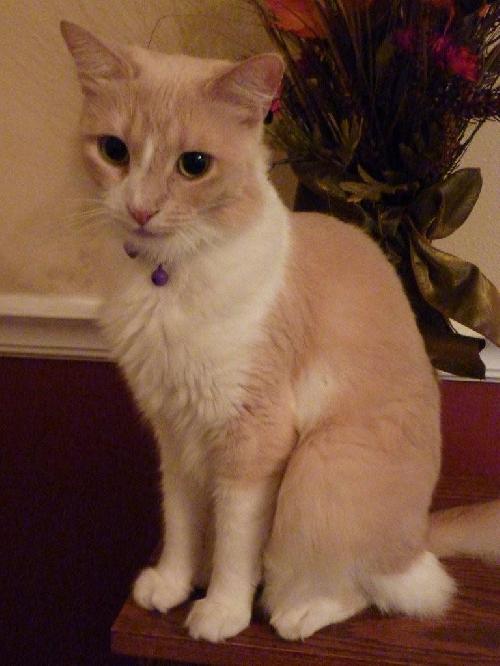 Kitty Kat the Talkative Beauty Queen