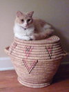 Kitty Kat the Talkative Beauty Queen