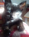 James the Kitten