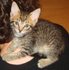 Heidi the Trained Kitten