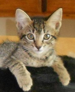 Heidi the Trained Kitten