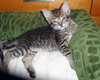 Hilda the Kitten