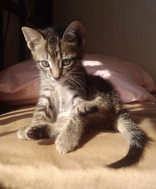 Hilda the Kitten