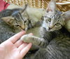 Hilda the Kitten