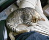 Hilda the Kitten