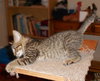 Hilda the Kitten
