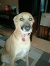 Ginger the PotCake Dog