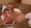 Ginger the PotCake Dog