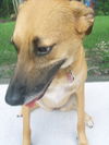 Ginger the PotCake Dog