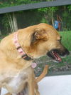 Ginger the PotCake Dog