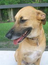 Ginger the PotCake Dog