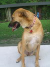 Ginger the PotCake Dog