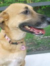 Ginger the PotCake Dog