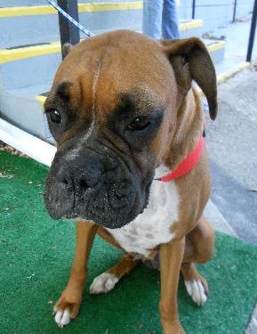 Regions the Beautiful Boxer