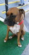 Regions the Beautiful Boxer
