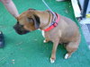 Regions the Beautiful Boxer