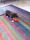 Lee Major the Wirehair Puppy