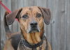 Nygel the Hound Mix